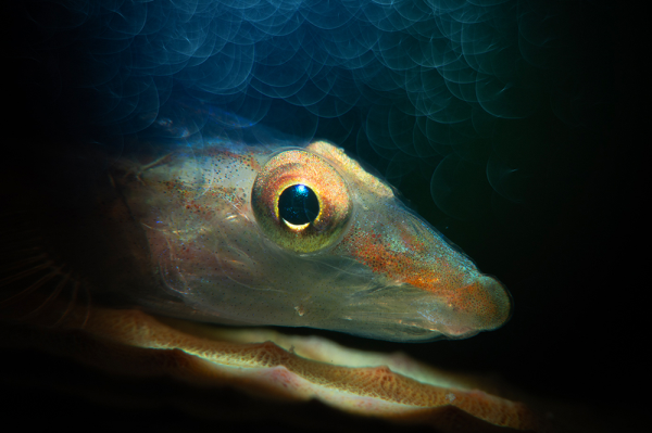 Pleurosicya plicata - Longsnouted ghostgoby