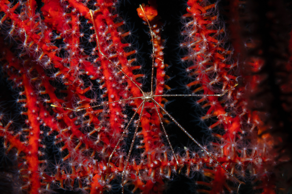 Chirostylus ortmanni - Spider squat lobster