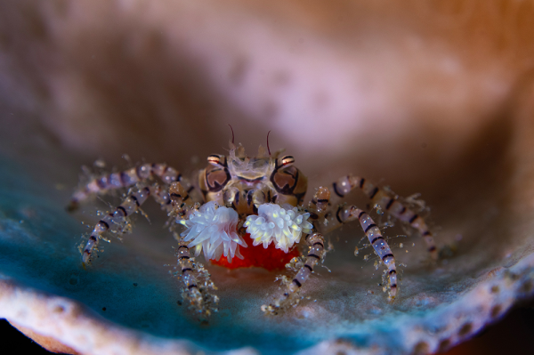 Lybia tessellata - Boxer crab 