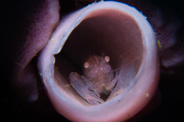 Thaumastocaris streptopus - Tube sponge shrimp 