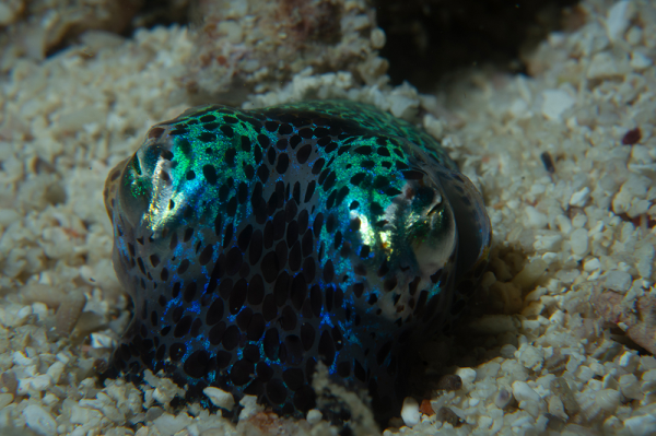 Bobtail squid 