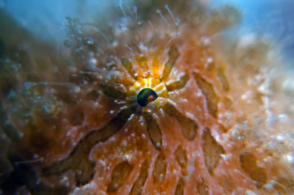 Hairy frogfish - Antennarius striatus