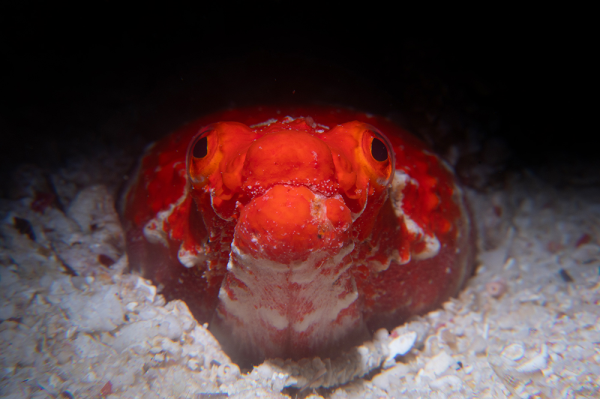 Brachysomophis henshawi - Reptilian snake eel