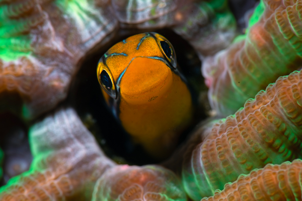 Plagiotremus rhinorhynchos - Bluestriped fangblenny