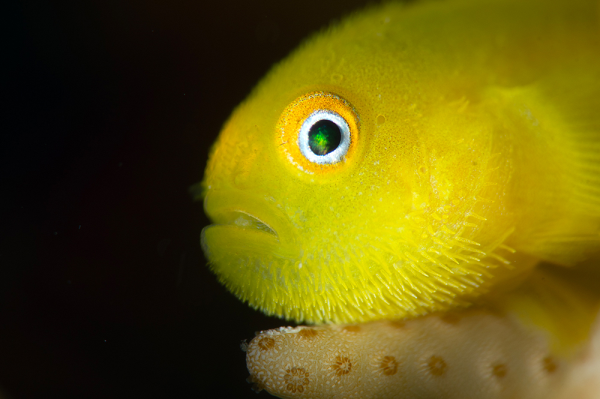 Lubricogobius exiguous - Bearded goby