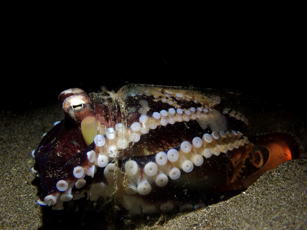 Amphioctopus marginatus - Coconut octopus