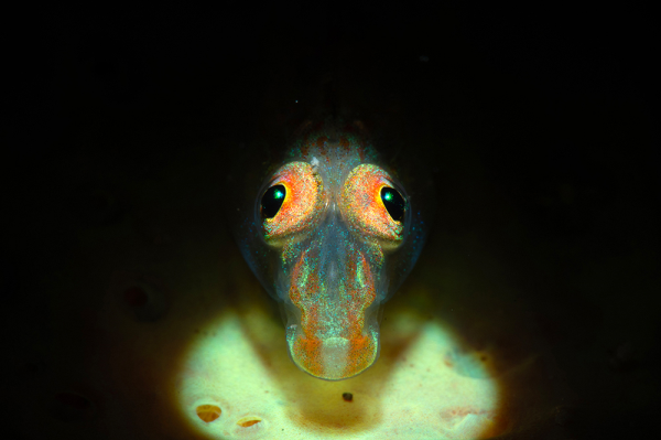 Pleurosicya plicata - Longsnouted ghostgoby