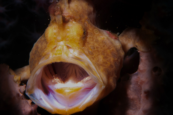 Antennarius commersoni - Giant frogfish