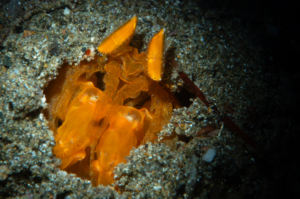 Lysiosquilloides mapia - Golden Mantis shrimp