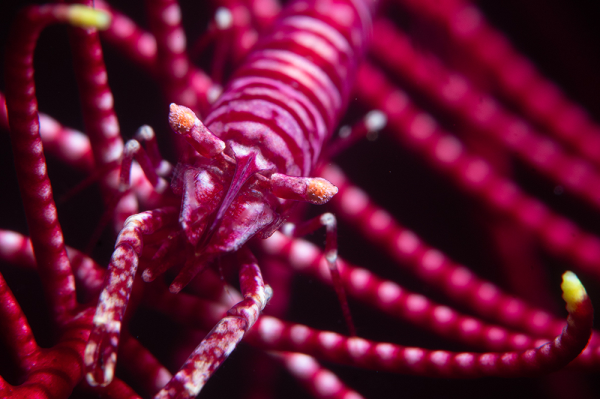 Hippolyte catagrapha - Crinoid shrimp