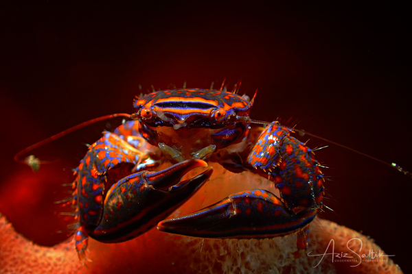 Aliaporcelana sp - Porcelain crab