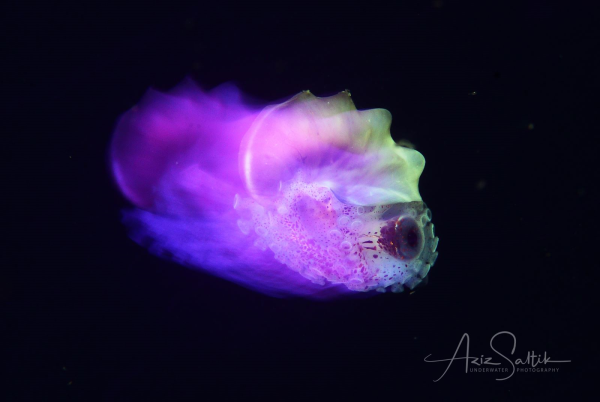 Argonauta spp - Female Paper Nautilus