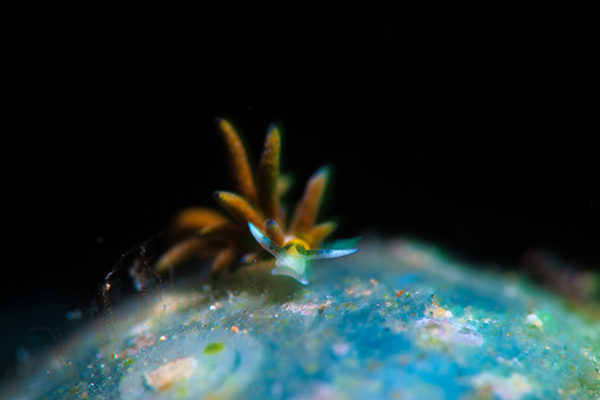 Ercolania endophytofaga on Valonia ventricosa (Sailors eyeball)