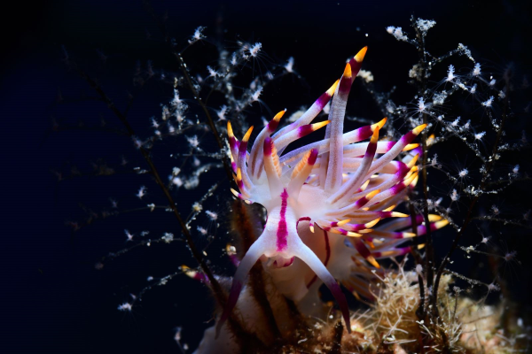 Flabellina rubrolineata 