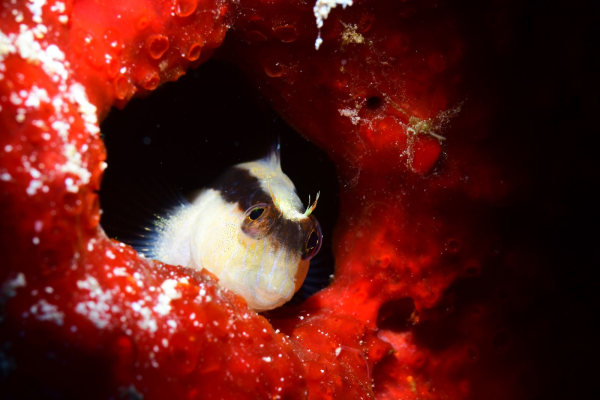 Parablennius rouxi - Blenny 