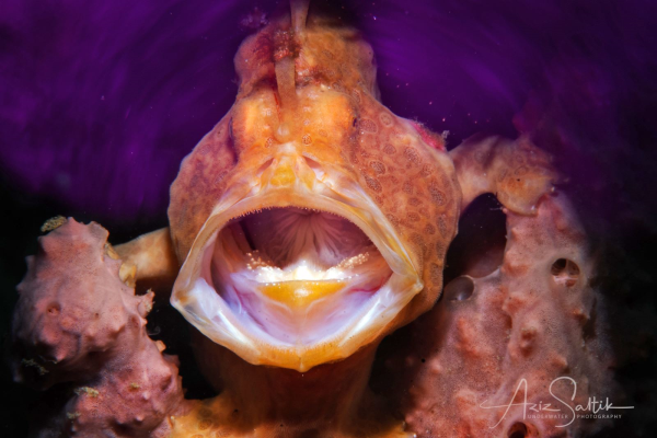 Antennarius commersoni - Giant frogfish