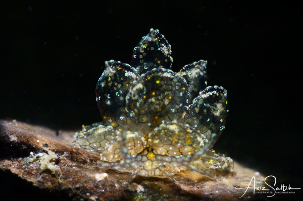 Cyerce elegans - Elegant butterfly 