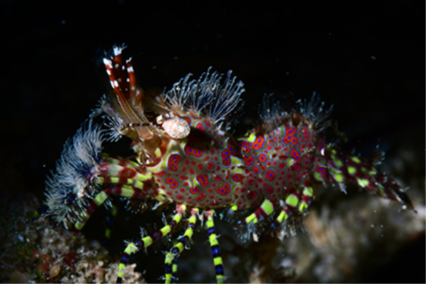 Saron marmoratus _ Marble shrimp 